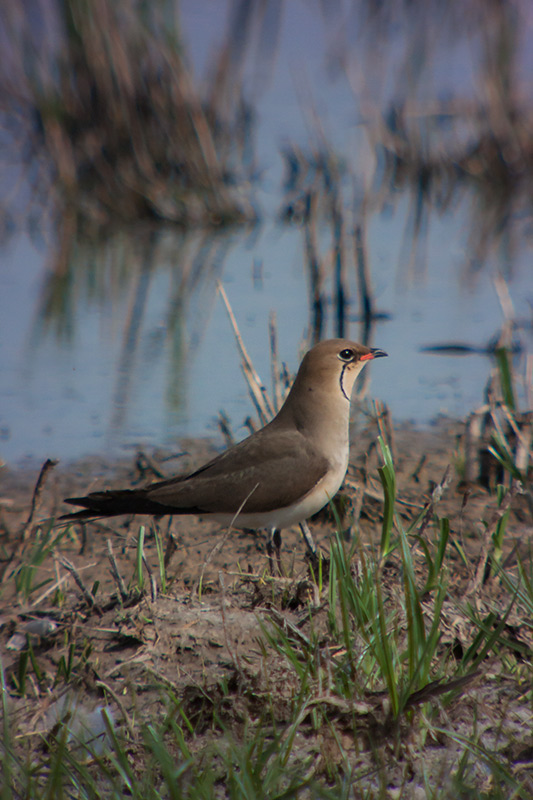 Perdiu de mar (Glareola pratincola)