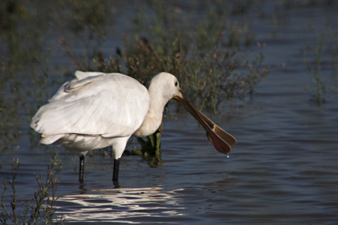 Bec planer (Platalea leucorodia)