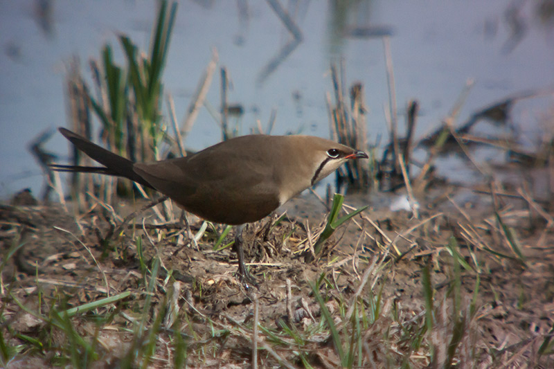 Perdiu de mar (Glareola pratincola)