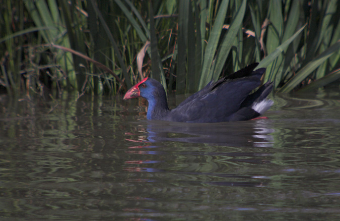 Polla blava (Porphyrio porphyrio) 2de2