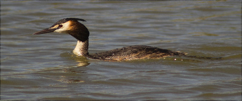 Cabussó emplomallat (Podiceps cristatus)