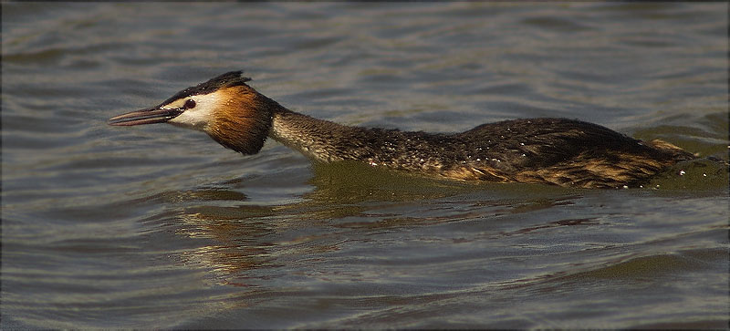 Cabussó emplomallat (Podiceps cristatus)