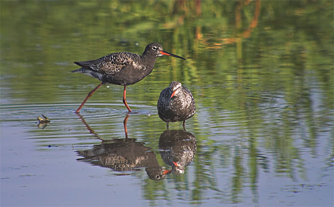 Gamba roja pintada (Tringa erythropus)