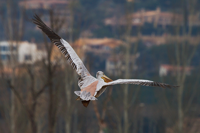 Pelicà rosat I (Pelecanus rufescens)