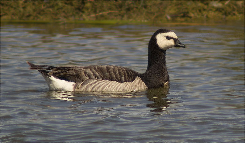 Oca de galta blanca (Branta leucopsis)