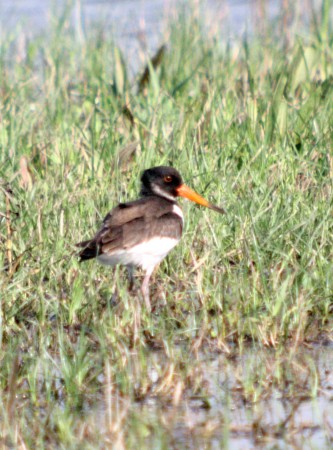 Garsa de Mar (Haematopus ostralegus)