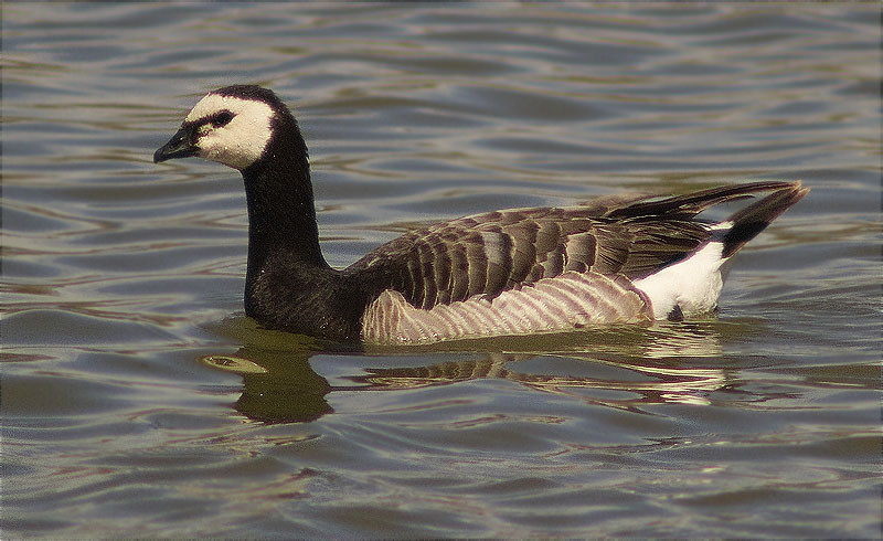 Oca de galta blanca (Branta leucopsis)