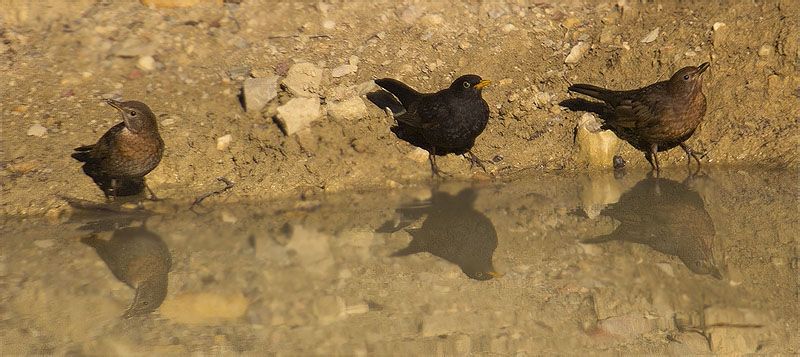 Mascle i femelles de Merla (Turdus merula)