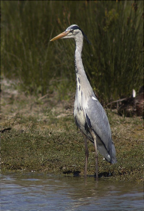 Bernat pescaire (Ardea cinerea)