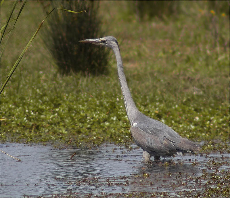 Bernat pescaire (Ardea cinerea)