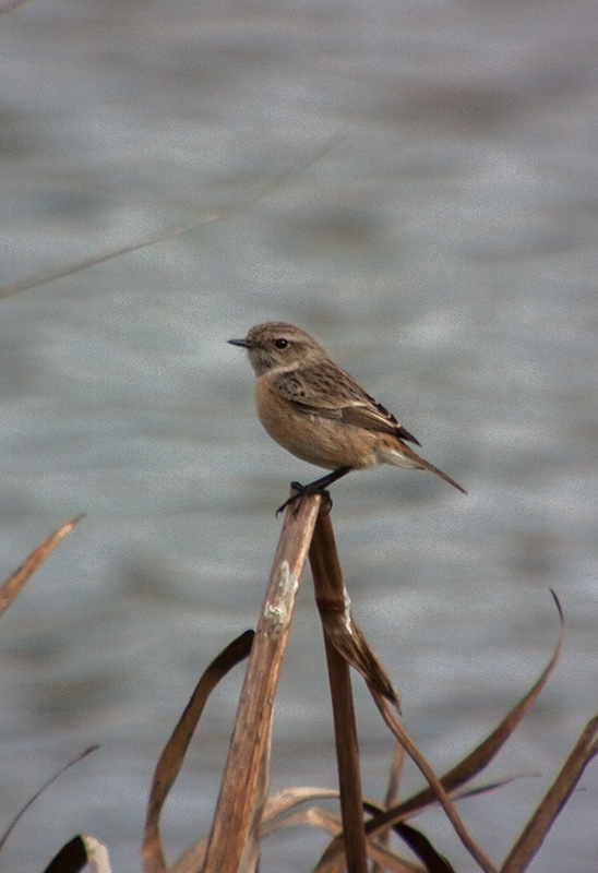 Bitxac comú (Saxicola torquatus).