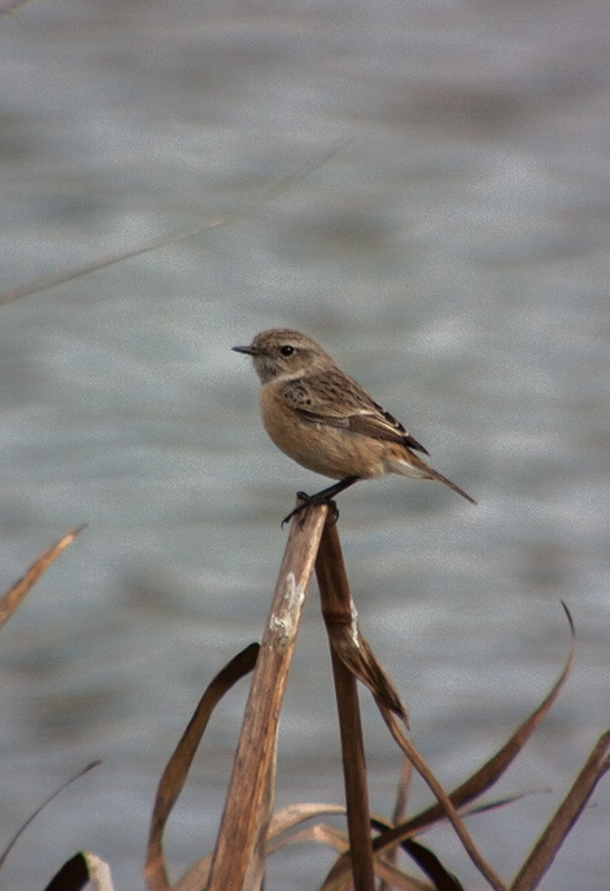 Bitxac comú (Saxicola torquatus).