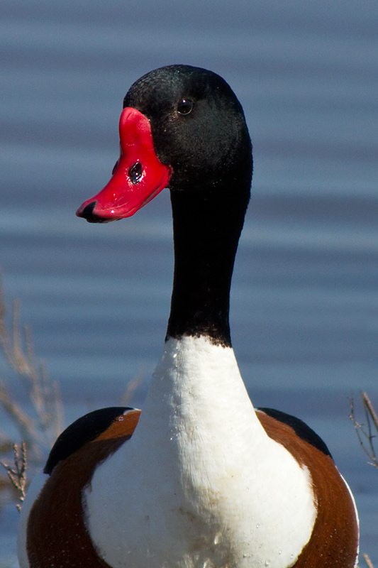 Ànec blanc (Tadorna tadorna)