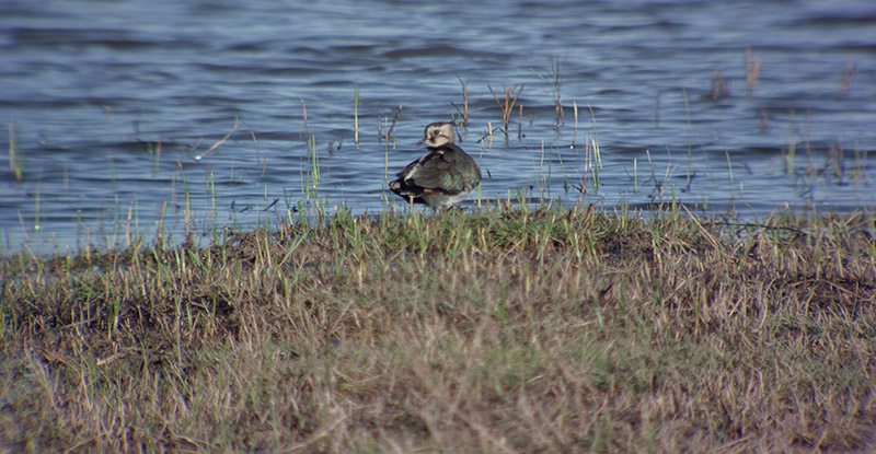 Fredeluga (Vanellus vanellus)