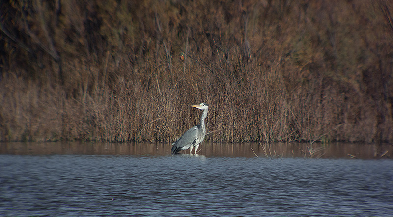 Bernat pescaire (Ardea cinerea)