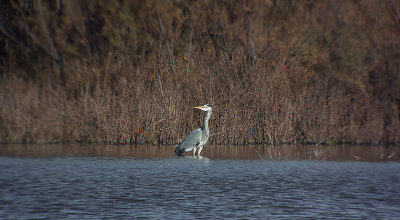 Bernat pescaire (Ardea cinerea)