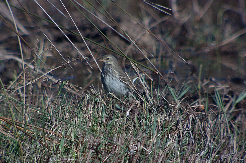 Grasset  (Anthus spinoletta) ???