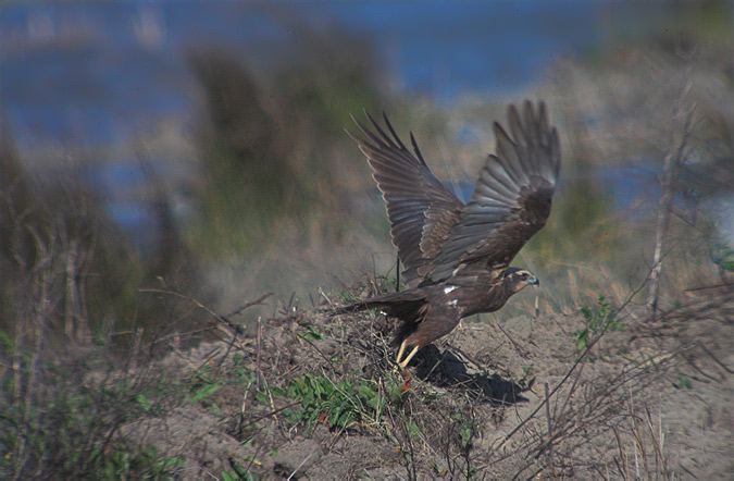 Arpella vulgar (Circus aeruginosus)