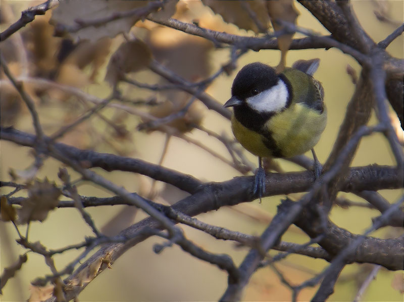 Mallerenga carbonera (Parus major)