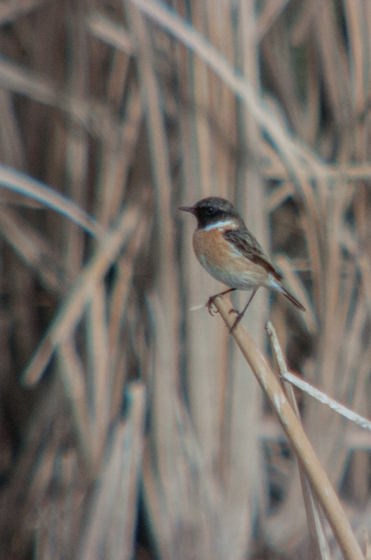 Bitxac comú (Saxicola torquatus).