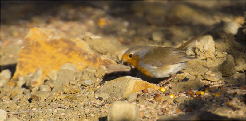 Pit roig (Erithacus rubecola)