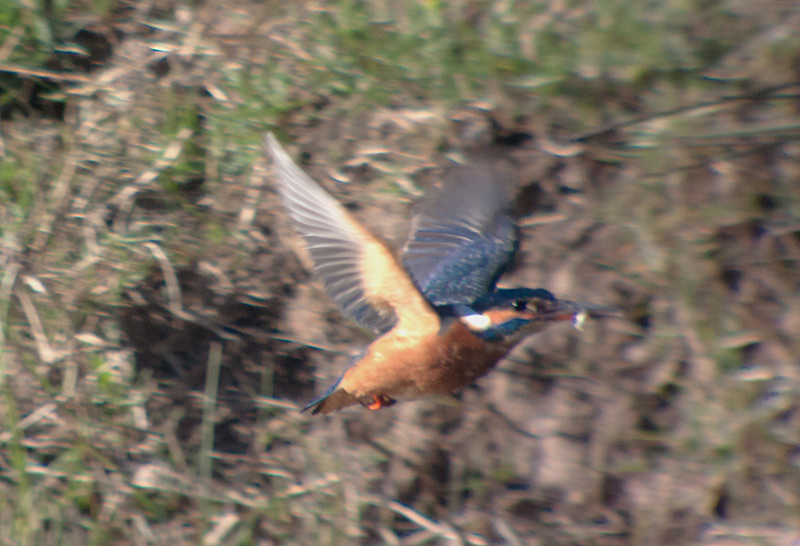 Blauet (Alcedo atthis)