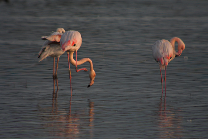 Flamenc (Phoenicopterus roseus)