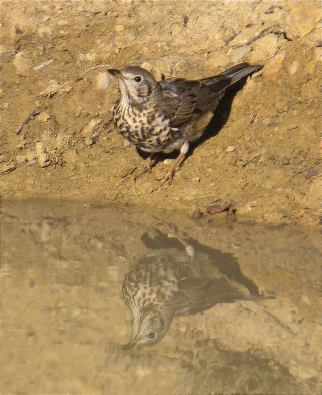 Griva (Turdus viscivorus)