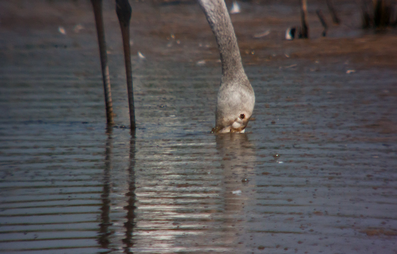 Flamenc (Phoenicopterus ruber)