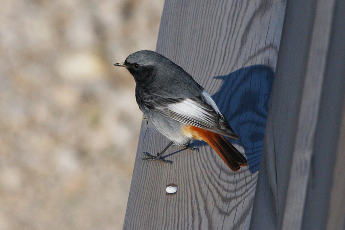 Cotxa Fumada (Phoenicurus ochruros)