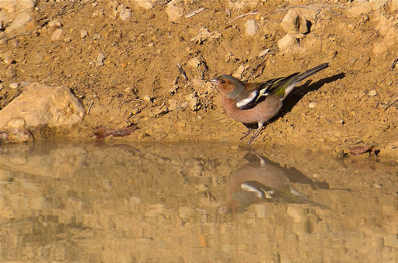 Mascle de Pinsà comú (Fringilla coelebs)