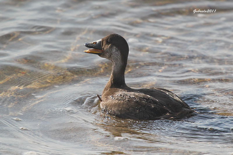 Visitants poc frequents al PNAE: Negre