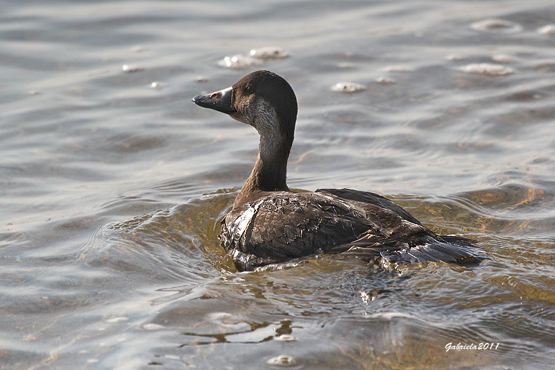 Visitants poc frequents al PNAE:Ànec  Negre