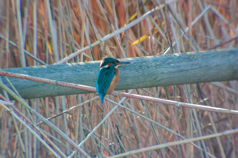 Blauet (Alcedo atthis)