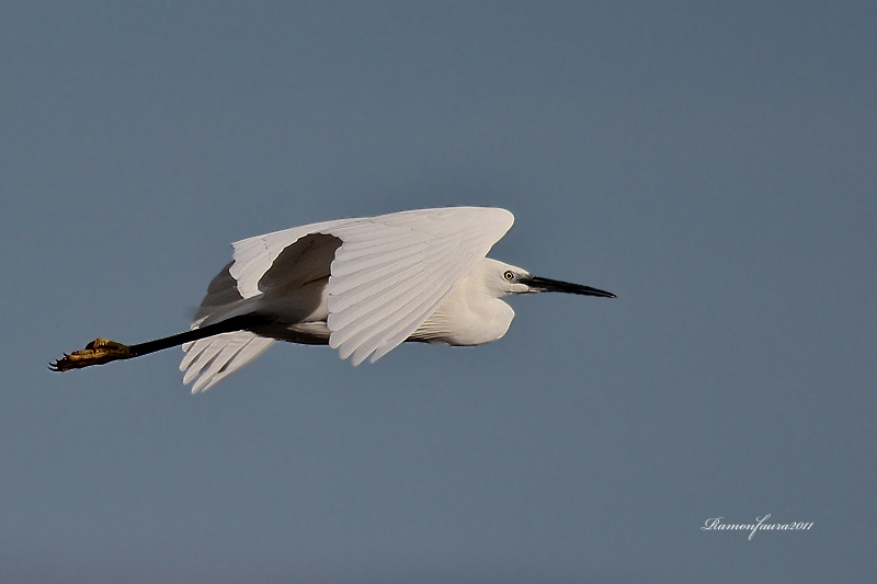 Al vol: Martinet Blanc