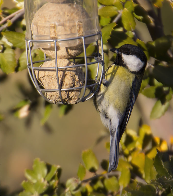 Mallerenga carbonera (Parus major)