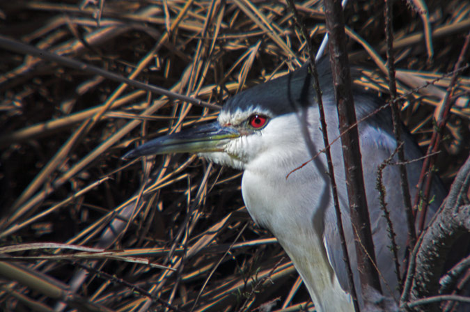 Martinet de nit ( Nycticorax nycticorax)