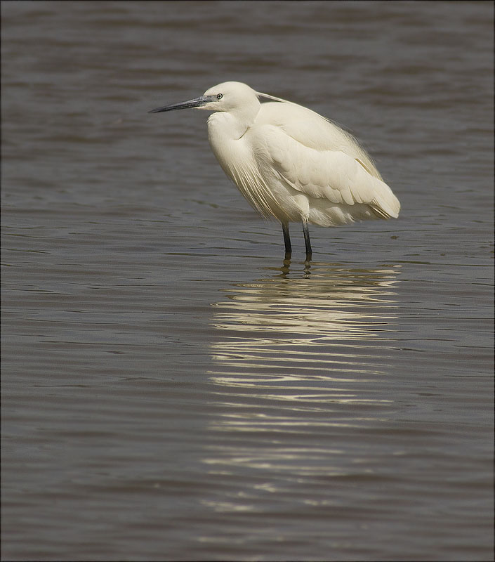 Martinet blanc (Egretta garzetta)