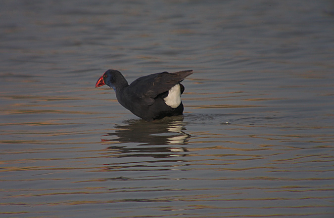 Polla blava (Porphyrio porphyrio)