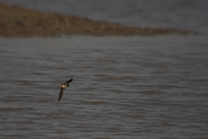 Oreneta vulgar (Hirundo rustica)