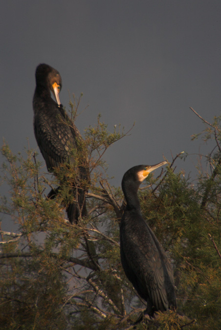 Corb marí gros (Phalacrocorax carbo)