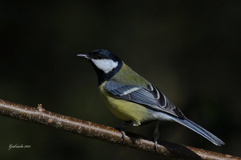 Ocells de La Garrotxa: Mallerenga Carbonera