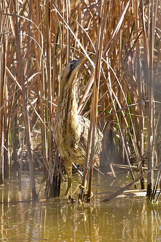 Bitó comú II (Botaurus stellaris)