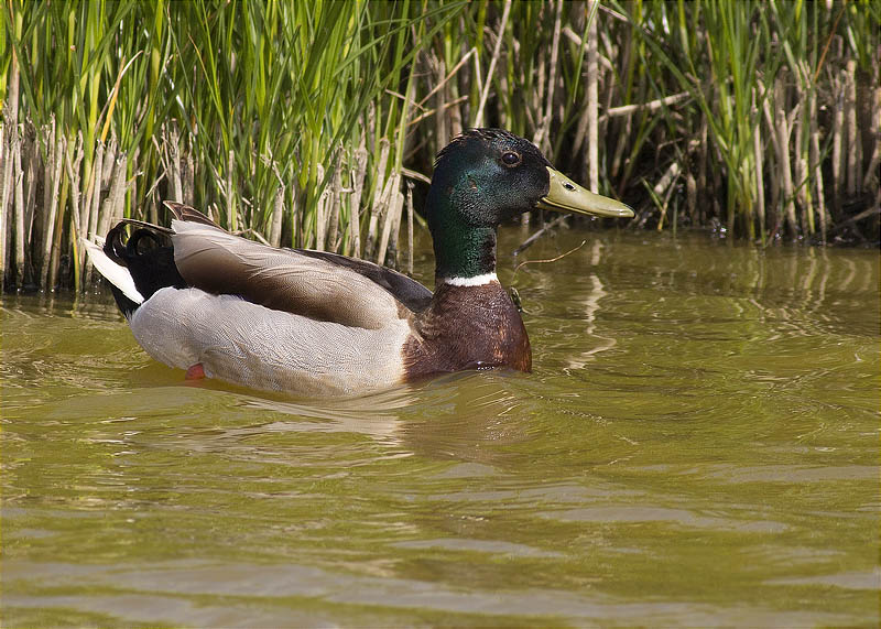 Mascle d'Ànec collverd (Anas platyrhynchos)