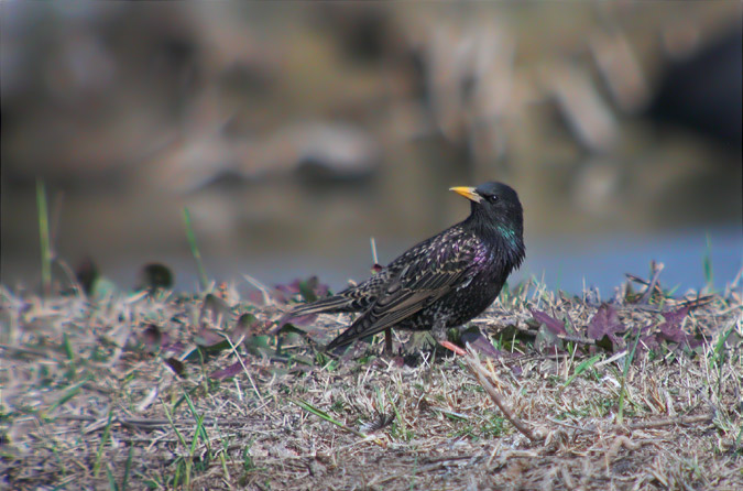 Estornell vulgar (Sturnus vulgaris)