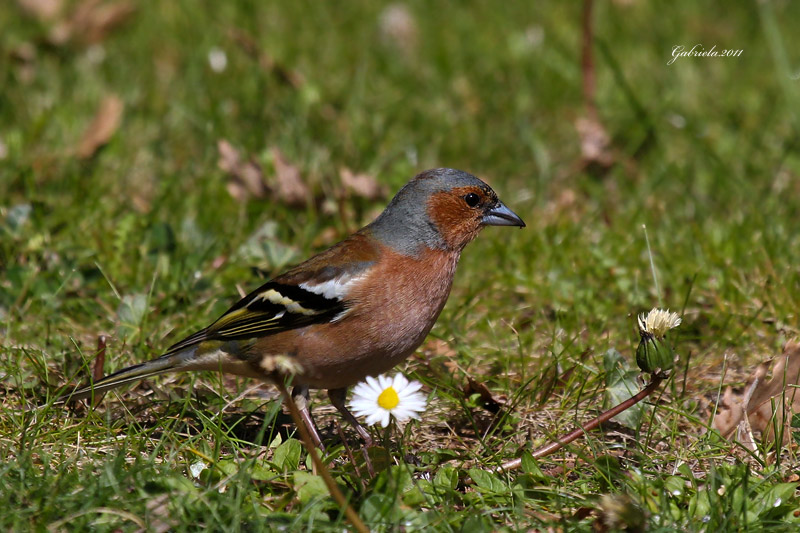 Ocells de La Garrotxa: Pinsà Comú