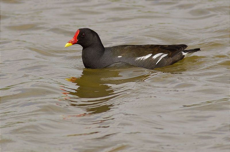 Polla d'aigua (Gallinula chloropus)