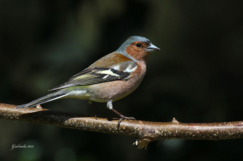 Ocells de La Garrotxa: Pinsà Comú