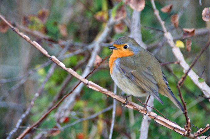 Pit - Roig ( Erithacus rubecula ) 2de2