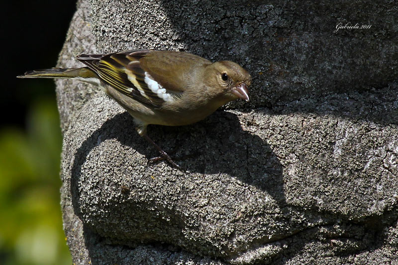 Ocells de La Garrotxa: Pinsà Comú